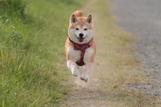 走る犬のお話 栃木県宇都宮市のリフォームならドクターリフォーム サンセイ