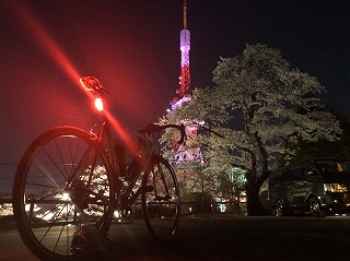八幡山公園夜桜