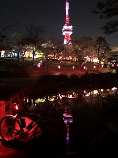 八幡山公園夜桜