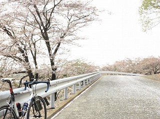 北山霊園桜