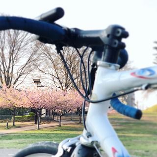 城址公園川津桜