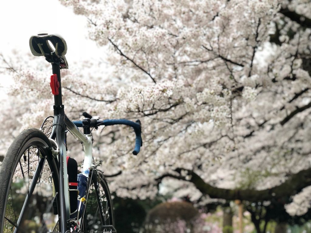 桜花爛漫の候