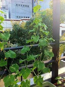 ばななくんのリフォームブログ