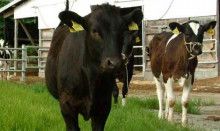 ばななくんのリフォームブログ