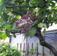 ばななくんのリフォームブログ