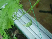 ばななくんのリフォームブログ