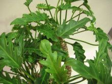 ばななくんのリフォームブログ