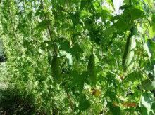 ばななくんのリフォームブログ