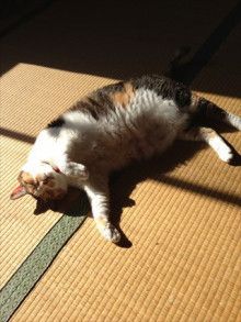 ドクターリフォームサンセイ スタッフブログ　　