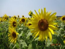 $ドクターリフォームサンセイ スタッフブログ　　